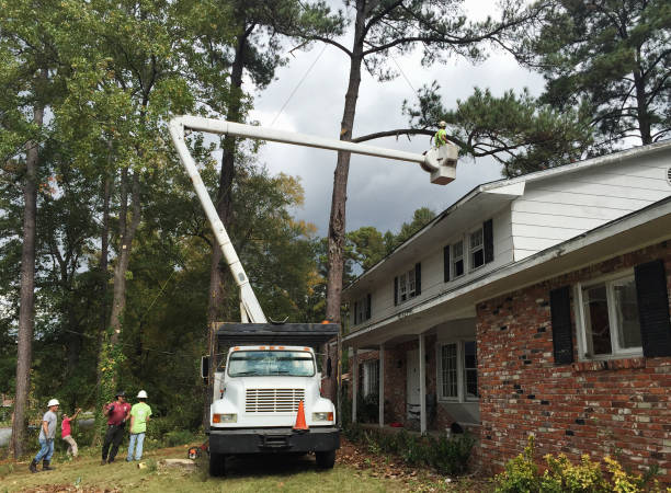 How Our Tree Care Process Works  in  Green Cove Springs, FL